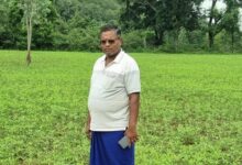 CG News: रायगढ़ के किसान सुखदेव सिदार ने सन की खेती से रची सफलता की नई कहानी, 4 एकड़ से 4 लाख रुपये आय का अनुमान Slug: