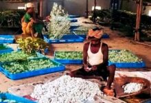Silk Revolution in Narayanpur: Kosa transforming villagers' fortunes; women gain employment.