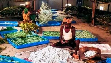 Silk Revolution in Narayanpur: Kosa transforming villagers' fortunes; women gain employment.