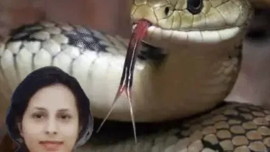 Major action in ₹17 crore snakebite scam; four accused, including a doctor, arrested.