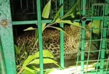 Successful leopard rescue in Gariaband; panic had spread among villagers.