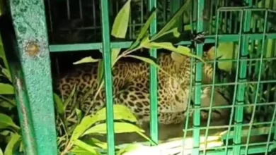 Successful leopard rescue in Gariaband; panic had spread among villagers.