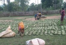 Tendu leaf collection made easy; opening of collection centers near villages brings major relief to tribal families.