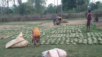 Tendu leaf collection made easy; opening of collection centers near villages brings major relief to tribal families.