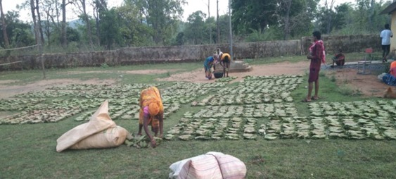 Tendu leaf collection made easy; opening of collection centers near villages brings major relief to tribal families.