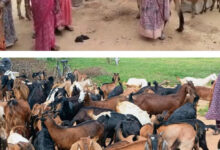 The 'Chhipli Didis' of Dhamtari have scripted a new success story, establishing multiple businesses through goat rearing.