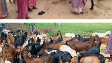 The 'Chhipli Didis' of Dhamtari have scripted a new success story, establishing multiple businesses through goat rearing.