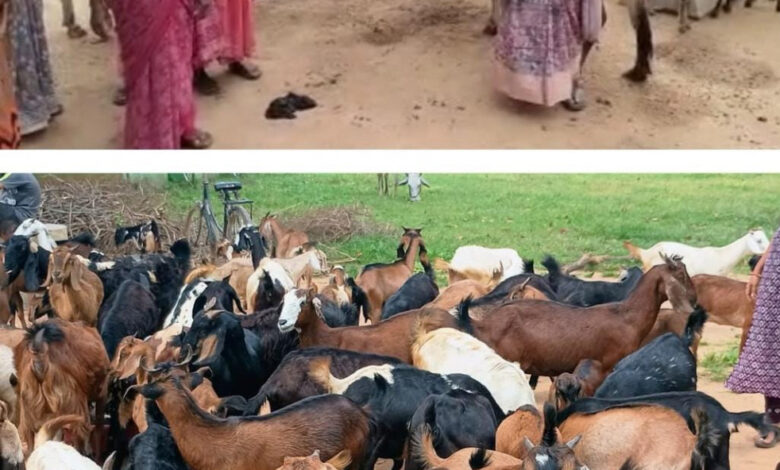 The 'Chhipli Didis' of Dhamtari have scripted a new success story, establishing multiple businesses through goat rearing.