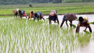 Kharif sowing 97% complete in Chhattisgarh; crops flourish across 47.40 lakh hectares.