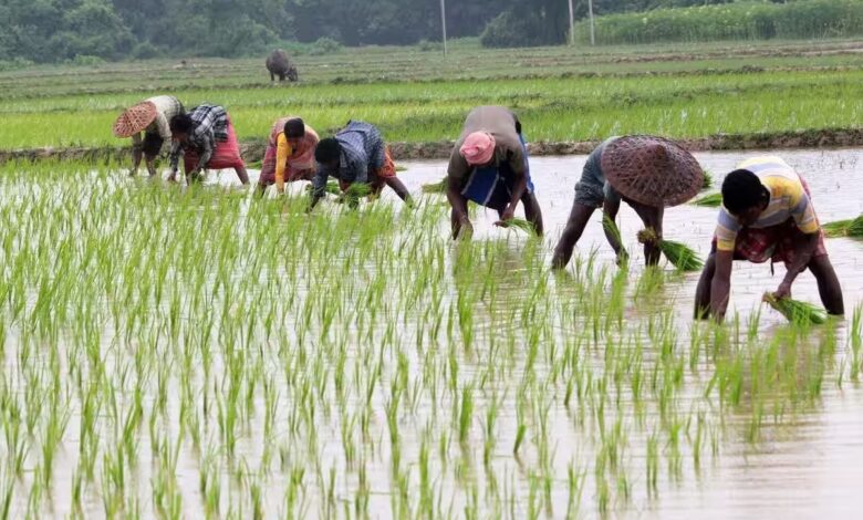 Kharif sowing 97% complete in Chhattisgarh; crops flourish across 47.40 lakh hectares.