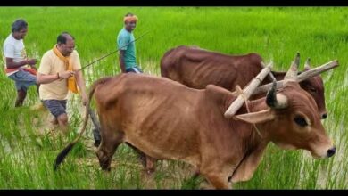 Chief Minister Vishnudev Sai became a farmer in his field, ploughed with oxen.