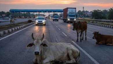 Speeding truck wreaks havoc; 14 cattle sitting on the road killed.