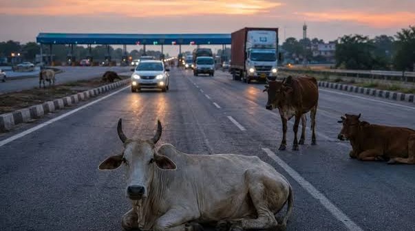 Speeding truck wreaks havoc; 14 cattle sitting on the road killed.