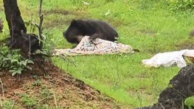 Bear Attack in Kanker: 3 villagers working in a field killed; panic in the area.
