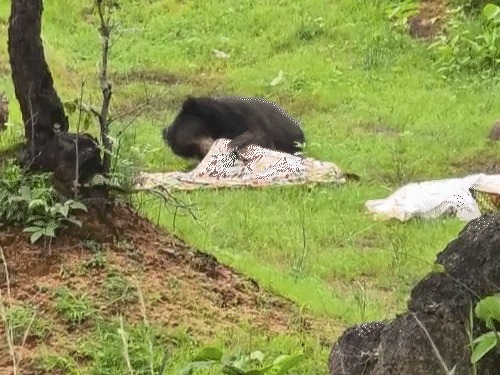 Bear Attack in Kanker: 3 villagers working in a field killed; panic in the area.