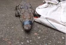 Crocodile found in a field in Korba's Tarda village; villagers captured it safely.