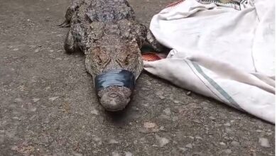 Crocodile found in a field in Korba's Tarda village; villagers captured it safely.