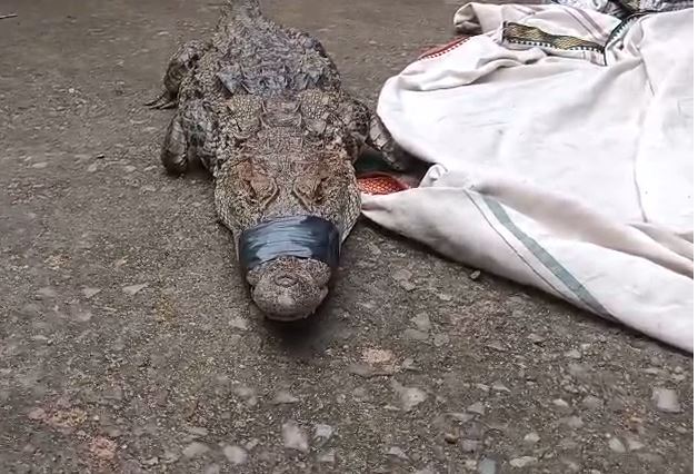 Crocodile found in a field in Korba's Tarda village; villagers captured it safely.