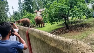Elephants breach hostel wall again; questions raised about security arrangements; female students safe.