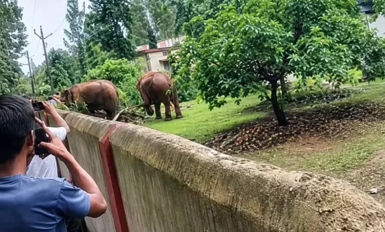 Elephants breach hostel wall again; questions raised about security arrangements; female students safe.