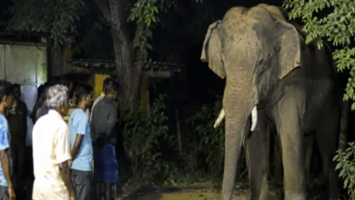Elderly man attacked by elephant after leaving home at night; dies on the spot.