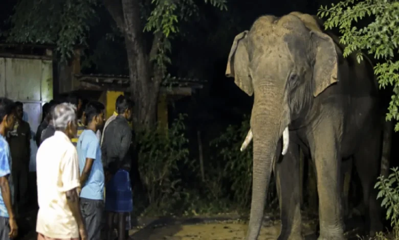 Elderly man attacked by elephant after leaving home at night; dies on the spot.