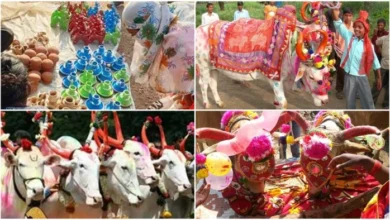 Pola Tihar 2026: A unique festival of gratitude towards agriculture and livestock—learn about its traditions.