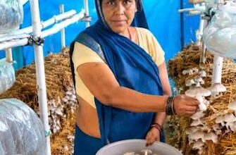 Mushrooms became the key to Mithila Didi's success, transforming her family's financial situation.