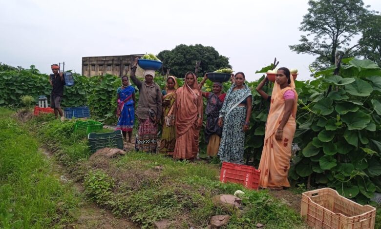 A triumph of hard work and modern farming: 35 women created history by growing 600 quintals of vegetables.