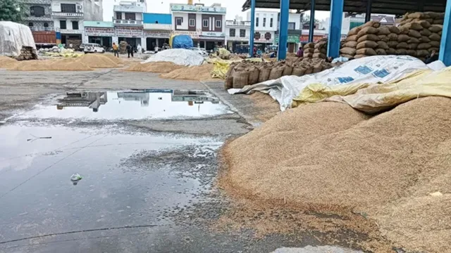 CG News: Paddy worth ₹488 crore at risk; threat of rotting and sprouting due to continuous rain.