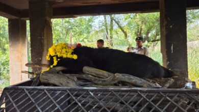 Faphori, a female bear at the Raipur Jungle Safari, has passed away at the age of 25.