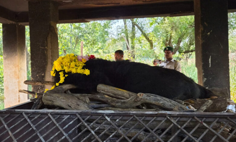 Faphori, a female bear at the Raipur Jungle Safari, has passed away at the age of 25.