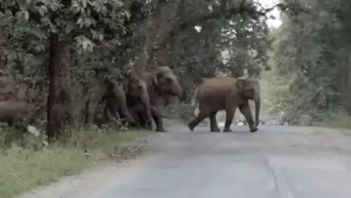 CG Elephant News: Elephant rampage from Korba to Jashpur; damage to paddy crops and houses.