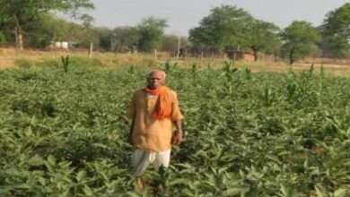 जांजगीर-चांपा के किसान फागूराम पटेल की ग्राफ्टेड बैंगन की खेती