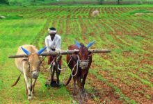 An account of the government’s work for farmers on the occasion of 'Rajyotsav' (State Foundation Day) — discover the major changes that have taken place in the agricultural sector.