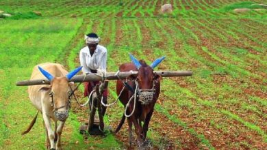 An account of the government’s work for farmers on the occasion of 'Rajyotsav' (State Foundation Day) — discover the major changes that have taken place in the agricultural sector.