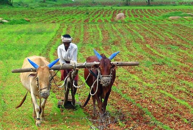 An account of the government’s work for farmers on the occasion of 'Rajyotsav' (State Foundation Day) — discover the major changes that have taken place in the agricultural sector.